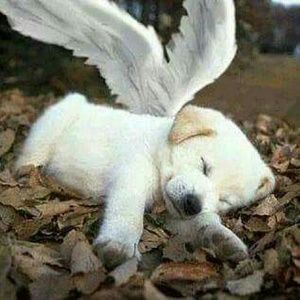 Meet your Posher, Lorie