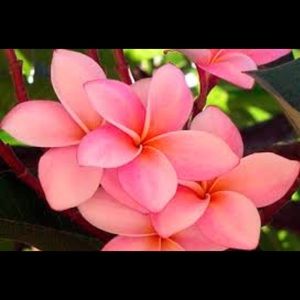 Meet your Posher, Laswana