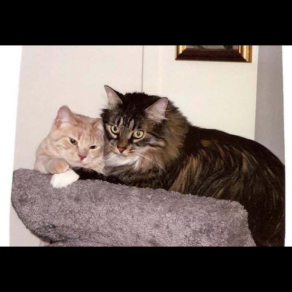 Meet your Posher, Carol - Picture 4 of 4