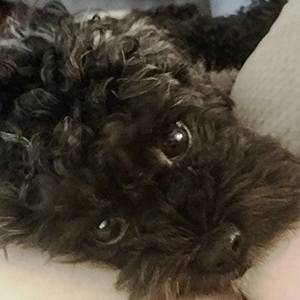 Meet your Posher, Shea