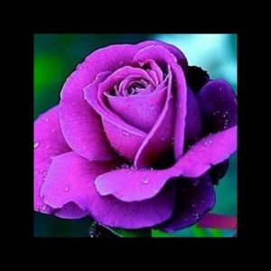 Meet your Posher, Renee