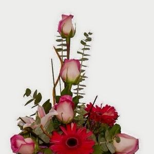 Meet your Posher, Amelia