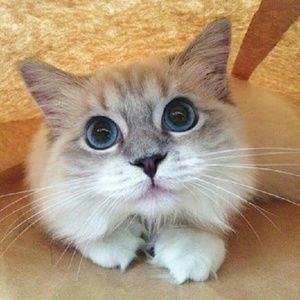 Meet your Posher, Trudy