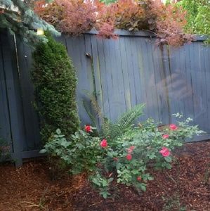 Meet your Posher, Rose