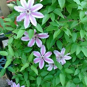 Meet your Posher, Bernarda