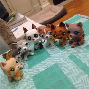 💢 Dane for $20💢 (only including the Dane)