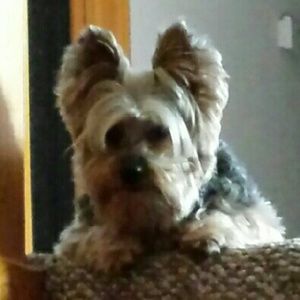 Meet your Posher, Bj