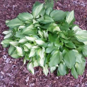 Meet your Posher, Asenath