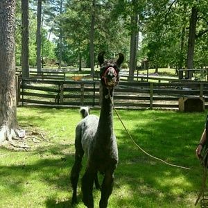 Meet your Posher, Nena