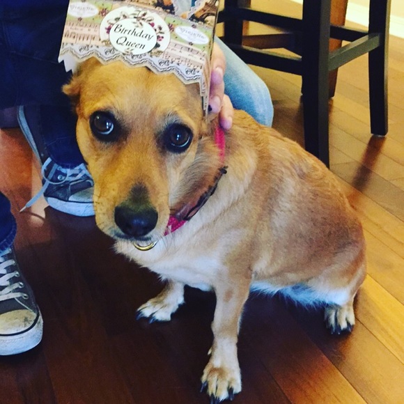 Meet your Posher, Corbin - Picture 6 of 7