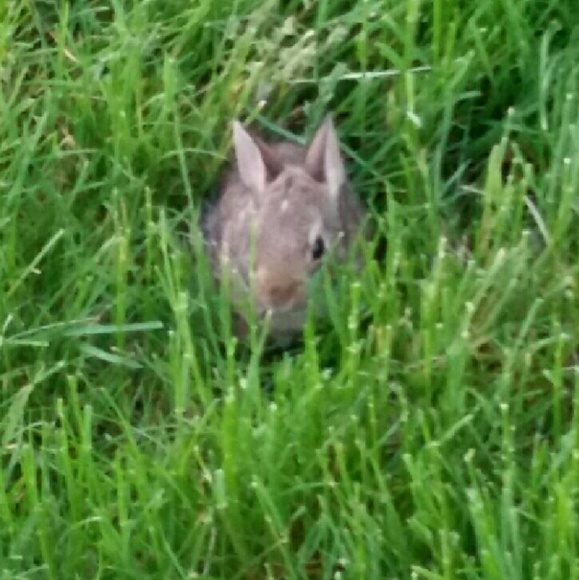 Meet your Posher, Susan