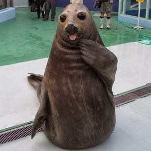 Meet your Posher, Maggie