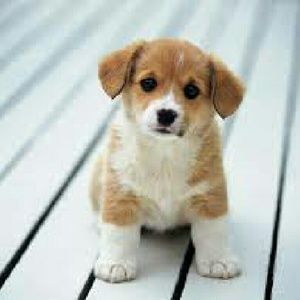 Meet your Posher, Cali