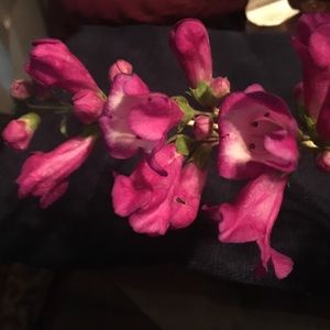 Silver ring cream stone