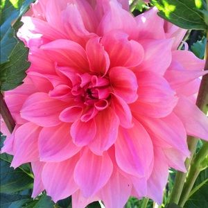 Meet your Posher, Esther