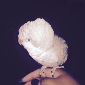 Meet your Posher, Sarai