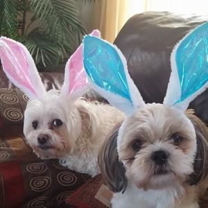 Meet your Posher, Judy