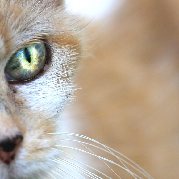 Meet your Posher, Tammy - Picture 4 of 8