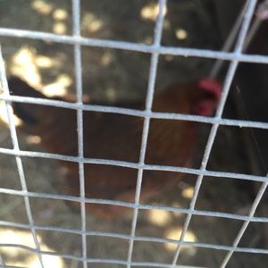 Meet your Posher, Satinder