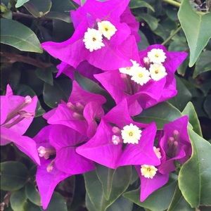 Meet your Posher, Carol