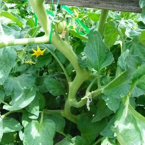 Meet your Posher, Janet r