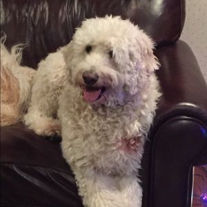 Meet your Posher, Merry