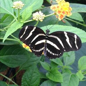 Meet your Posher, Juliana