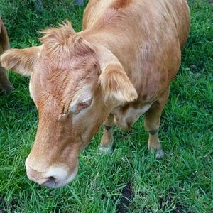 Meet your Posher, Holly