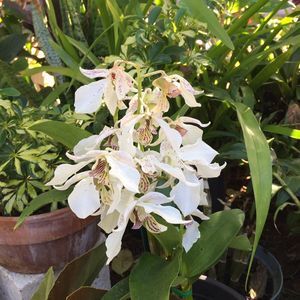 Meet your Posher, Teresita