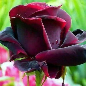 Meet your Posher, Broker