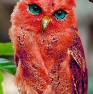 Meet your Posher, Noelle