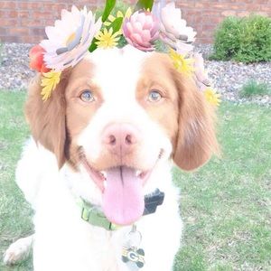 Meet your Posher, Grace