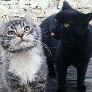 Meet your Posher, Allie