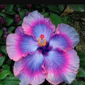 Meet your Posher, Thelma