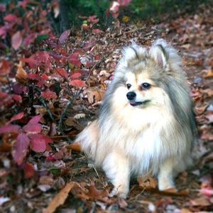 Meet your Posher, Wendy