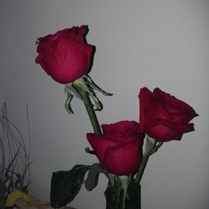 Meet your Posher, Sans