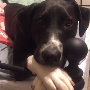 Meet your Posher, Bailey