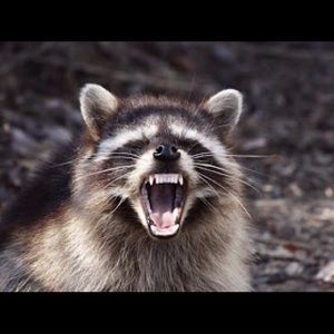 Meet your Posher, Shelly