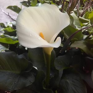 Meet your Posher, Susie