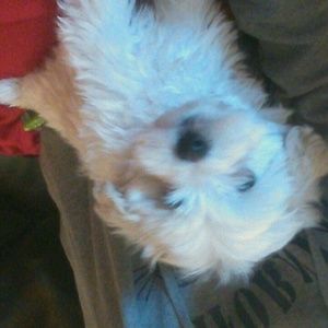 Meet your Posher, Destiny