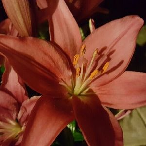 Meet your Posher, Jill