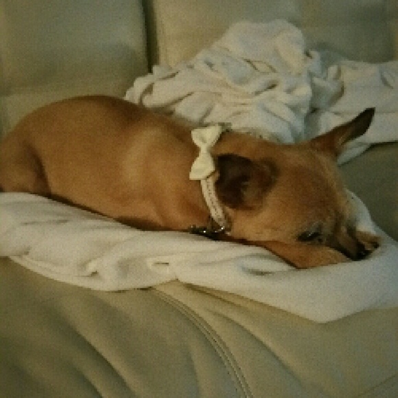 Meet your Posher, Harmony - Picture 1 of 1