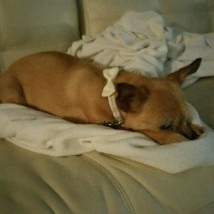 Meet your Posher, Harmony