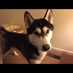 Meet your Posher, Anna