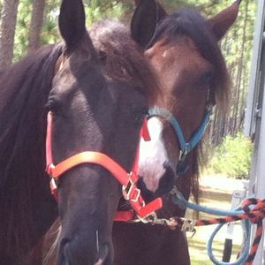 Meet your Posher, Pat