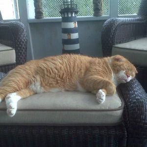 Meet your Posher, Pam