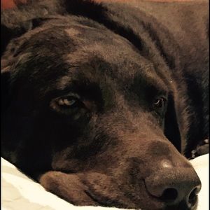 Meet your Posher, Sue