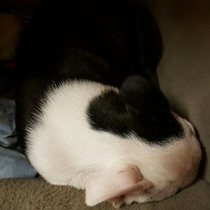 Meet your Posher, Joe