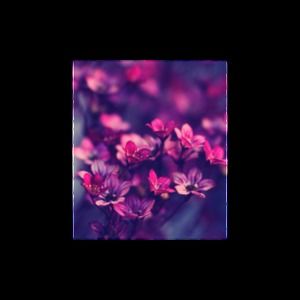 Meet your Posher, Ladonia