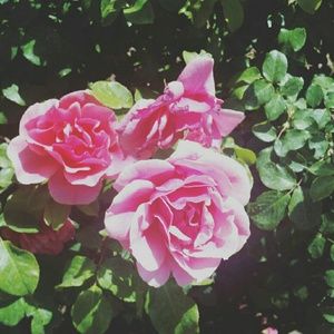 Meet your Posher, Allison